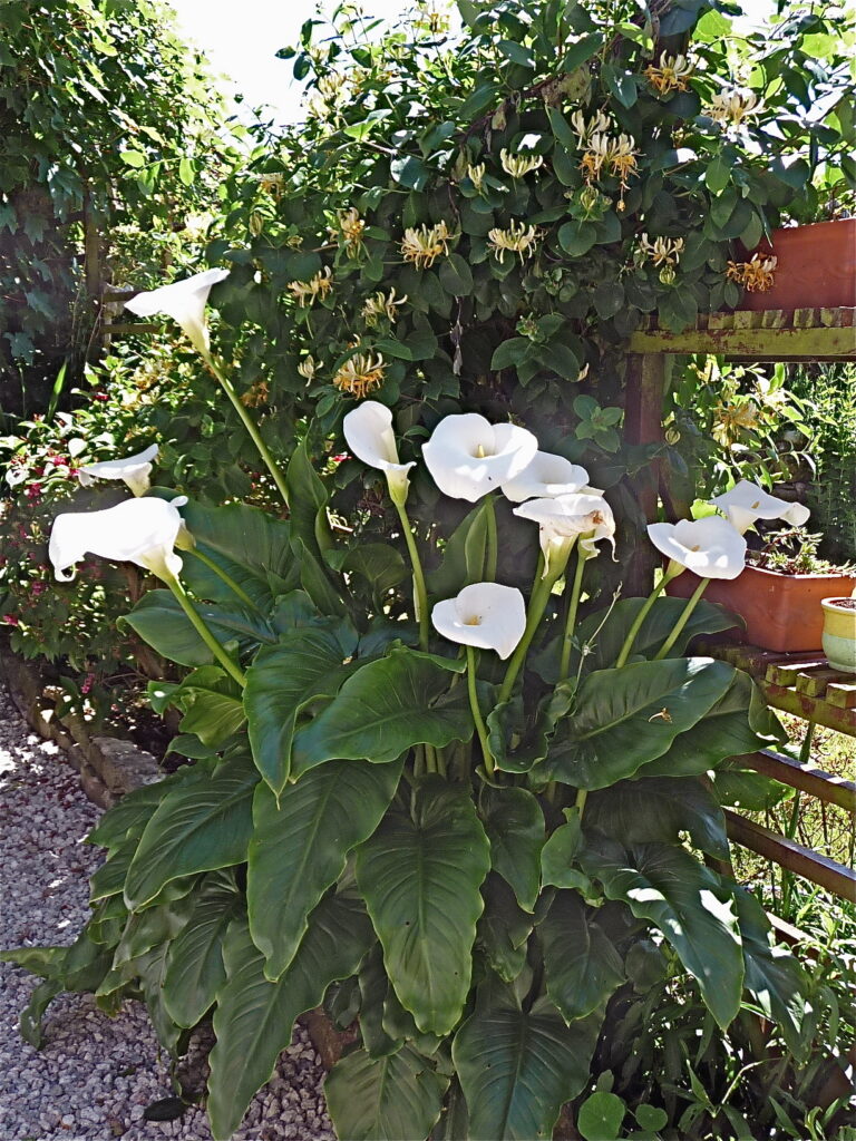 Zennor Weather & Gardening